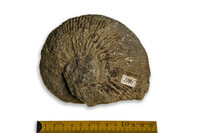 F 02006
<br/>
<br/>
<em></em>